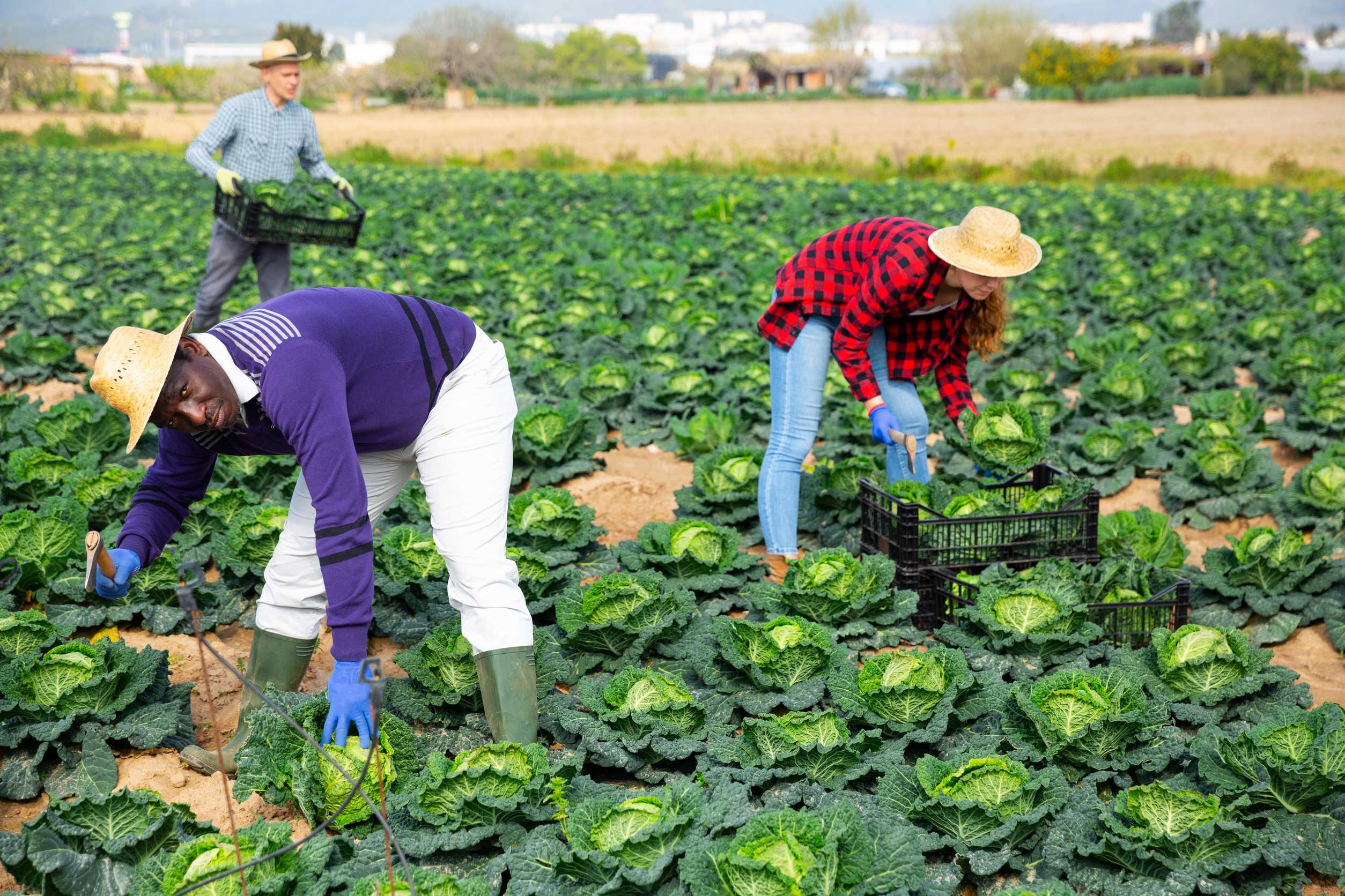Chad Agriculture